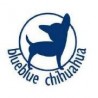 BLUEBLUE CHIHUAHUA
