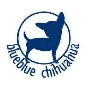 BLUEBLUE CHIHUAHUA